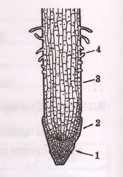Задание рисунок 1