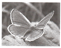 Задание рисунок 1