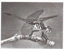 Задание рисунок 2