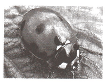 Задание рисунок 3